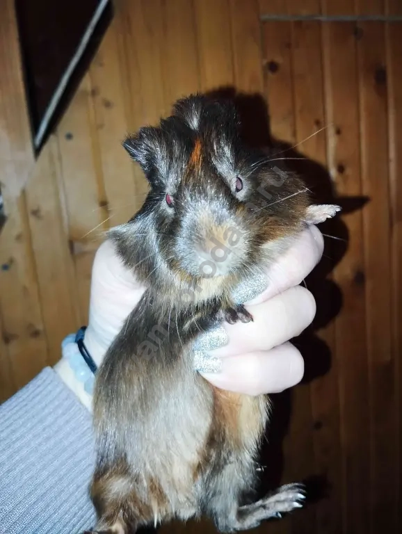 морские свинки