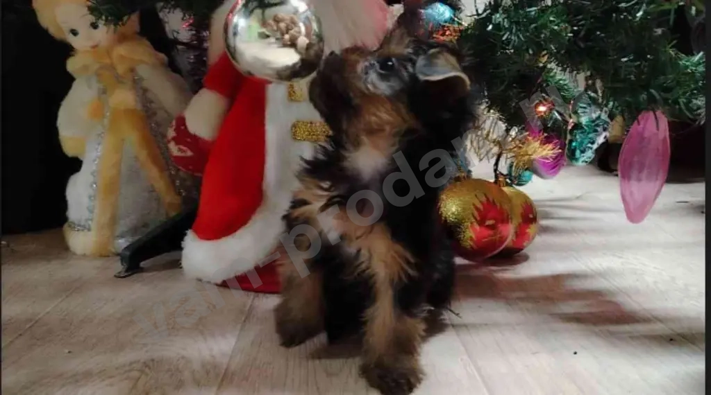 Йоркширский терьер щенки