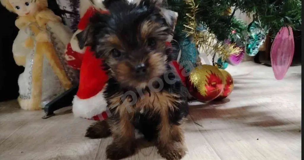 Йоркширский терьер щенки