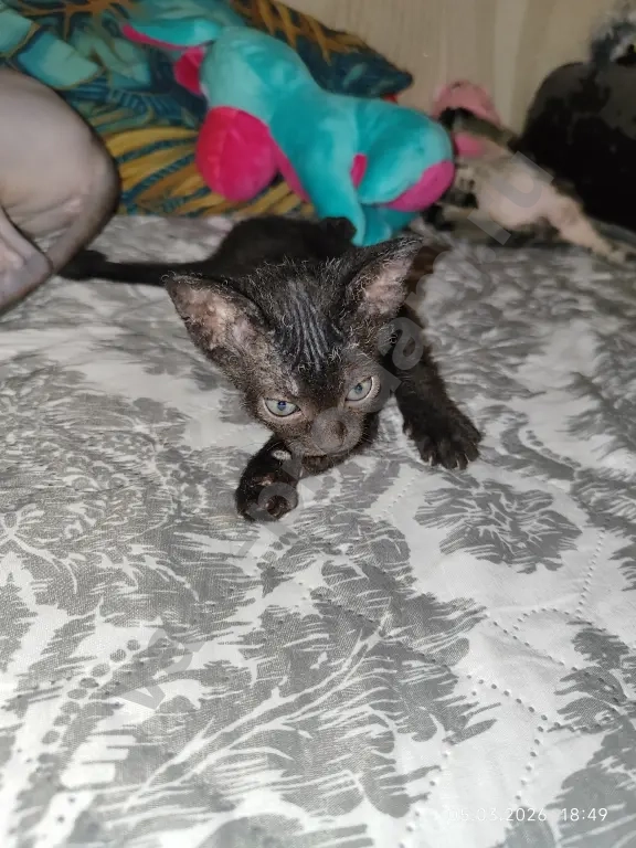 донской сфинкс