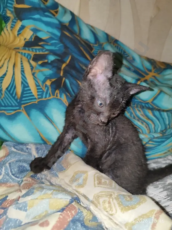 донской сфинкс