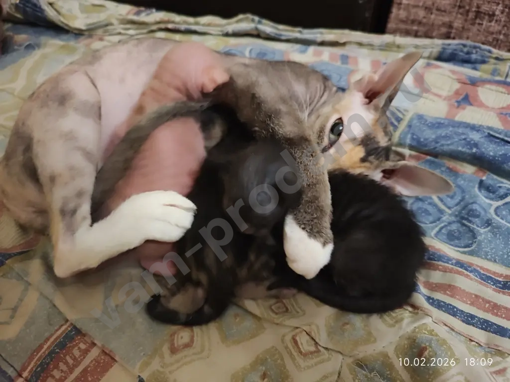 донской сфинкс