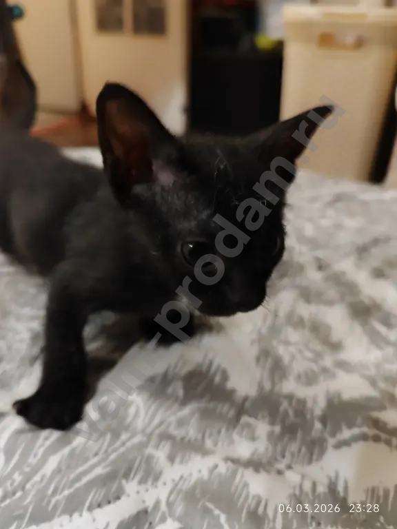 донской сфинкс