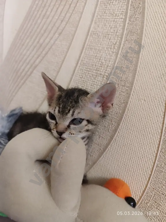 донской сфинкс