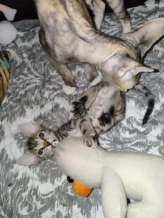 донской сфинкс