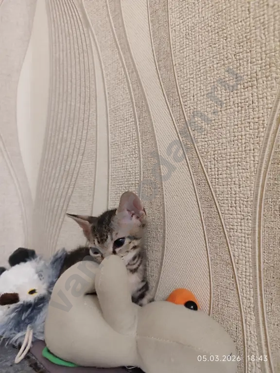 донской сфинкс