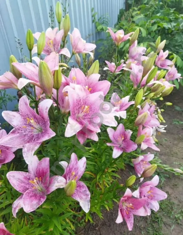 луковицы лилии