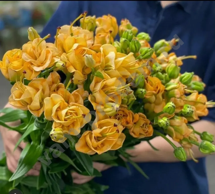 луковицы лилии