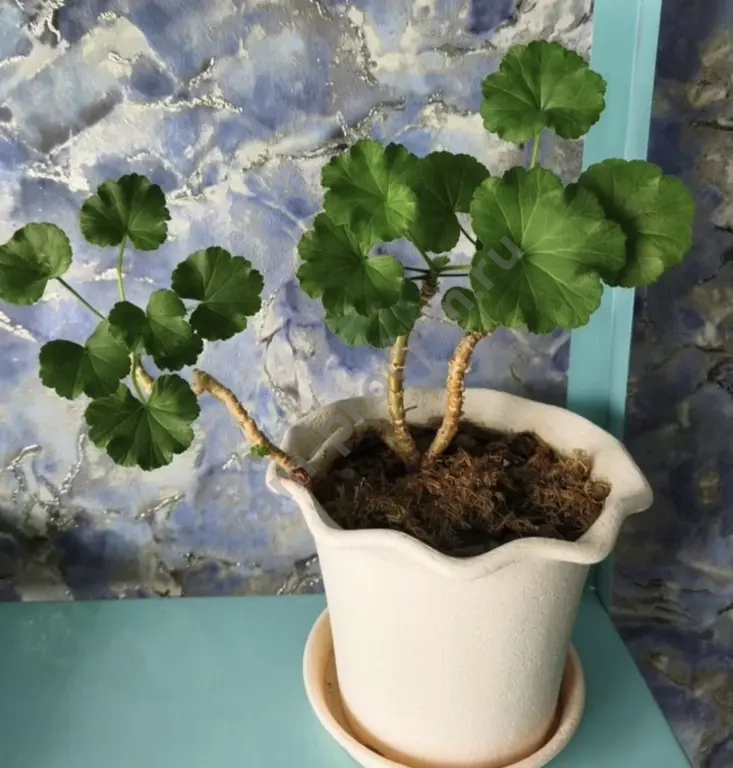 Сансевиерии, пеларгония, кислица, хавортия