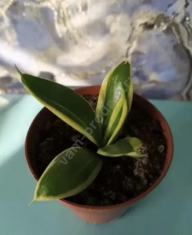 Сансевиерии, пеларгония, кислица, хавортия