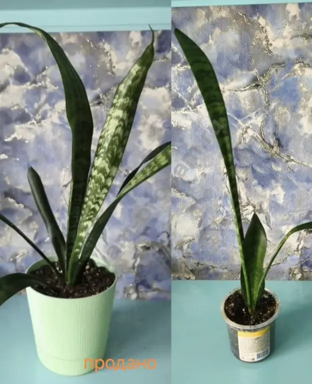 Сансевиерии, пеларгония, кислица, хавортия