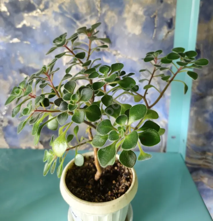 Кодиеум, филодендрон, спатифиллумы и другие