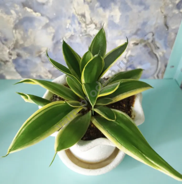 Сансевиерии, пеларгония, кислица, хавортия