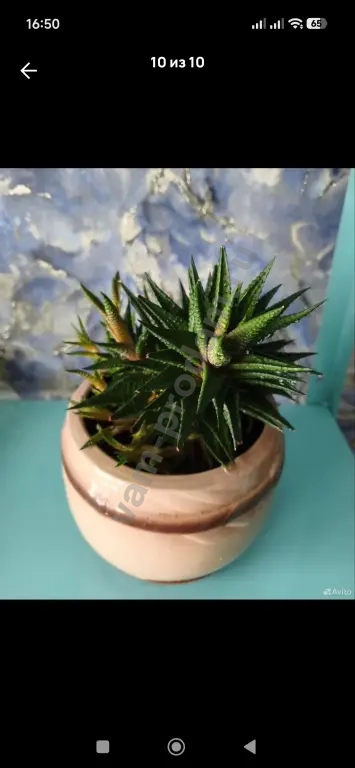 Сансевиерии, пеларгония, кислица, хавортия