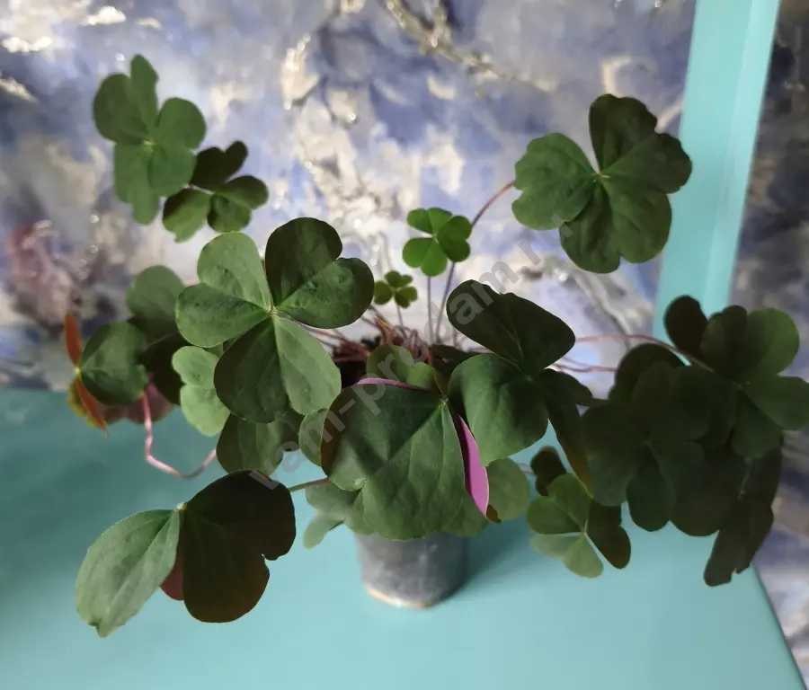 Сансевиерии, пеларгония, кислица, хавортия