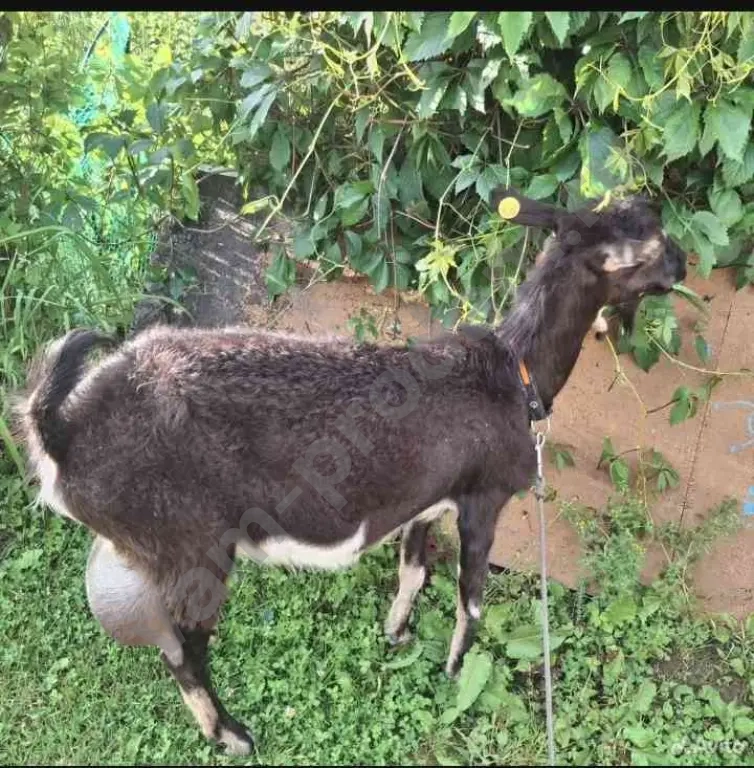 козы покрытые