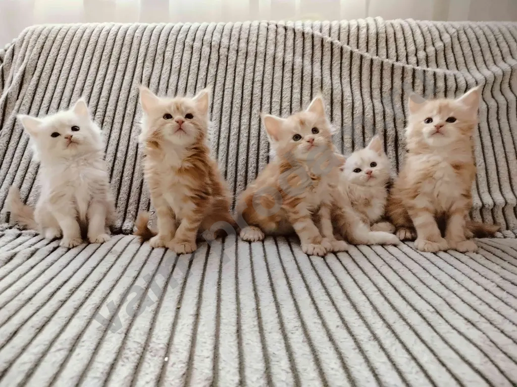 котята мейн кун полидакт