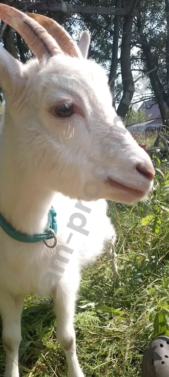 козы покрытые