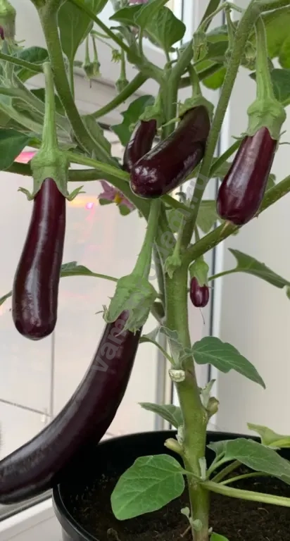 Рассада для огорода и сада