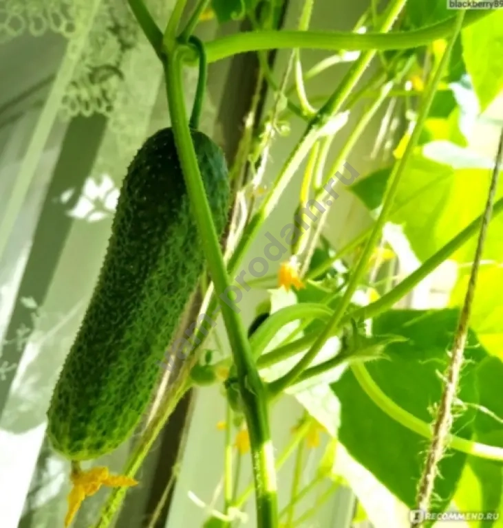 Рассада для огорода и сада