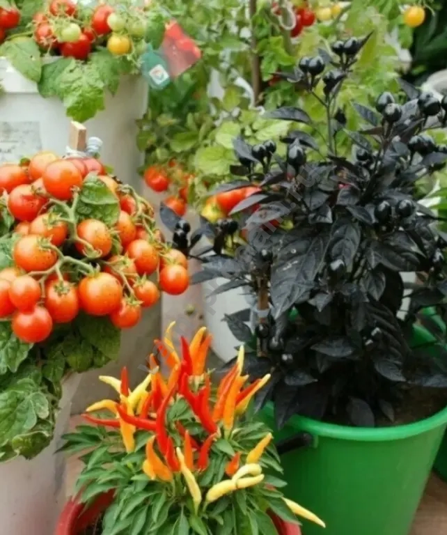 Рассада для огорода и сада