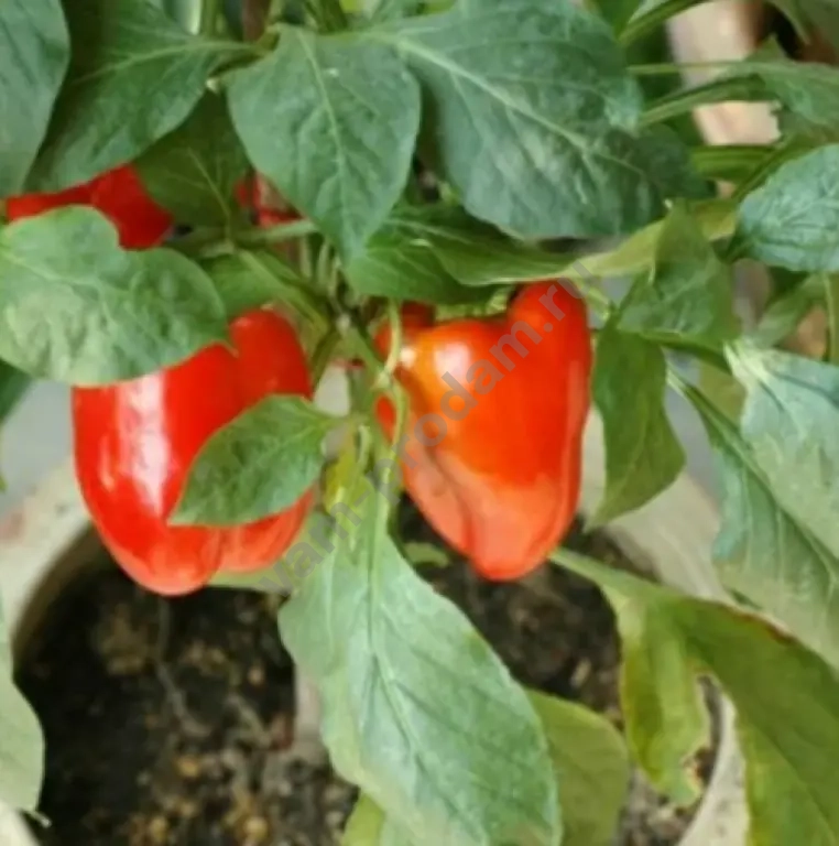 Рассада для огорода и сада