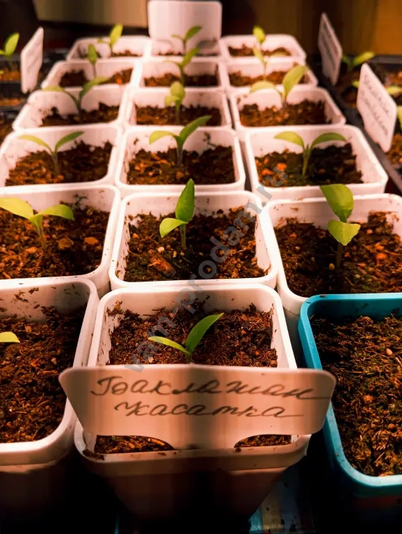 Рассада для огорода и сада