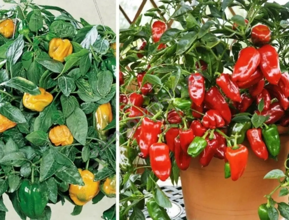 Рассада для огорода и сада