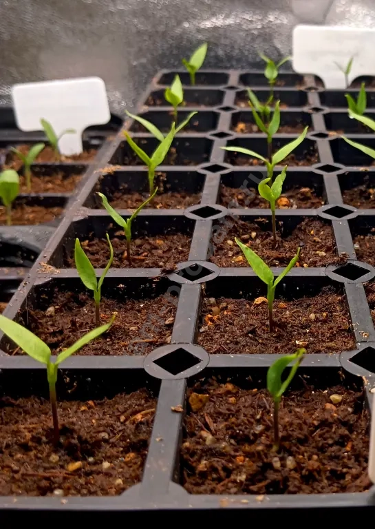 Рассада для огорода и сада