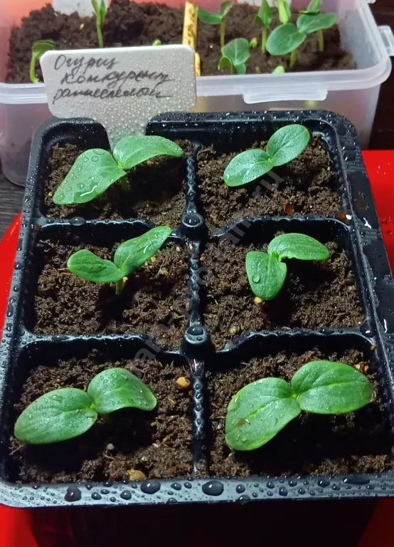 Рассада для огорода и сада