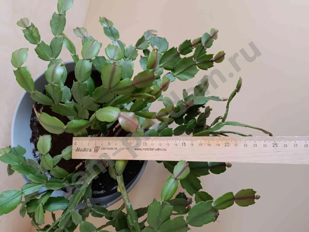 Декабрист шлюмбергера розовый