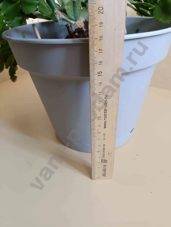 Декабрист шлюмбергера розовый