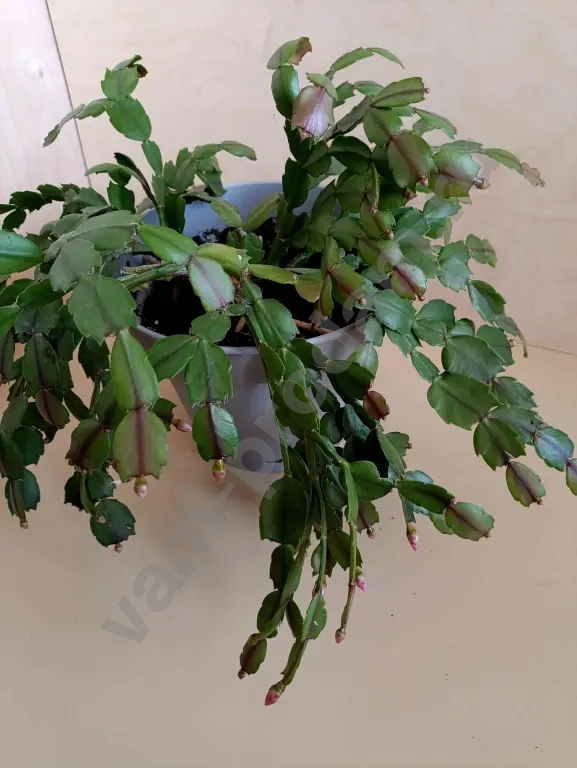 Декабрист шлюмбергера розовый