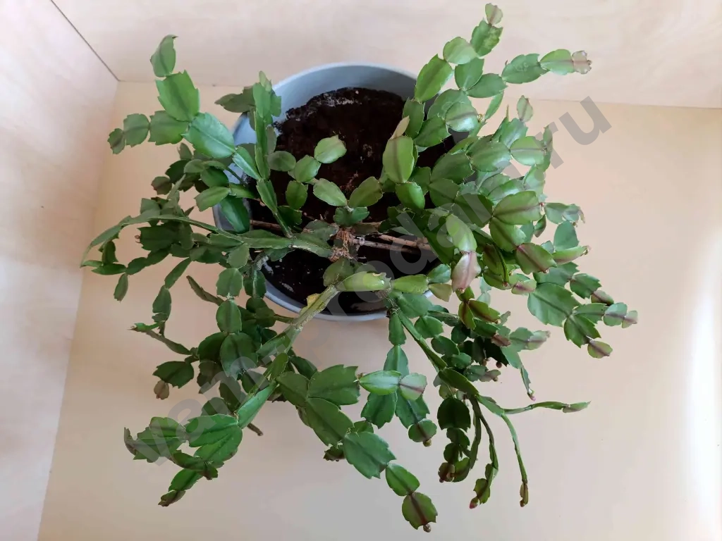 Декабрист шлюмбергера розовый