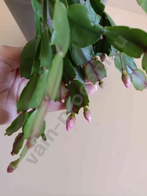 Декабрист шлюмбергера розовый