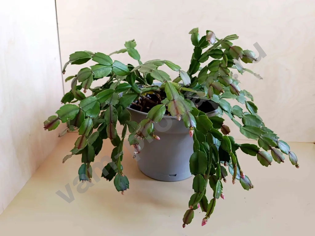 Декабрист шлюмбергера розовый