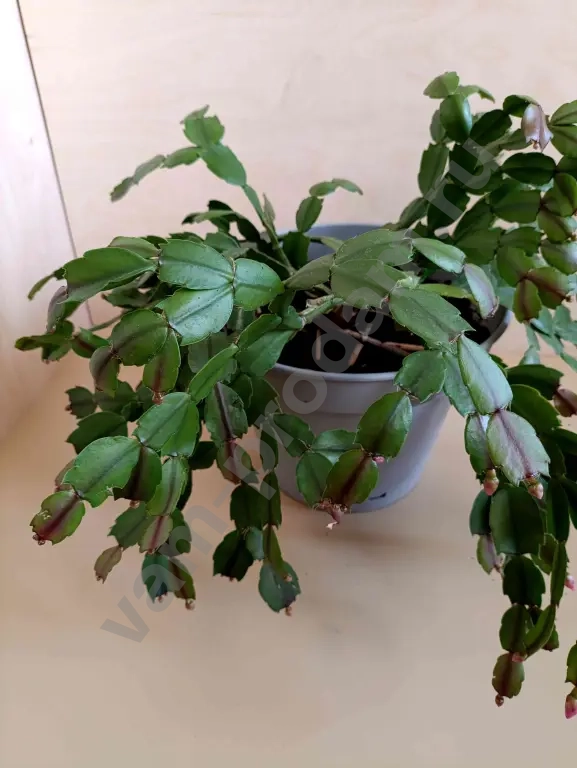 Декабрист шлюмбергера розовый