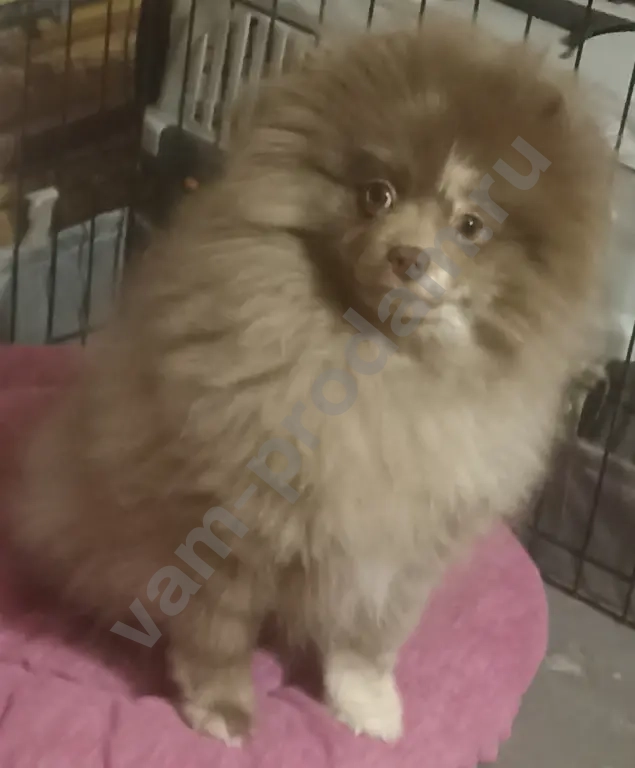 Девочка шпица