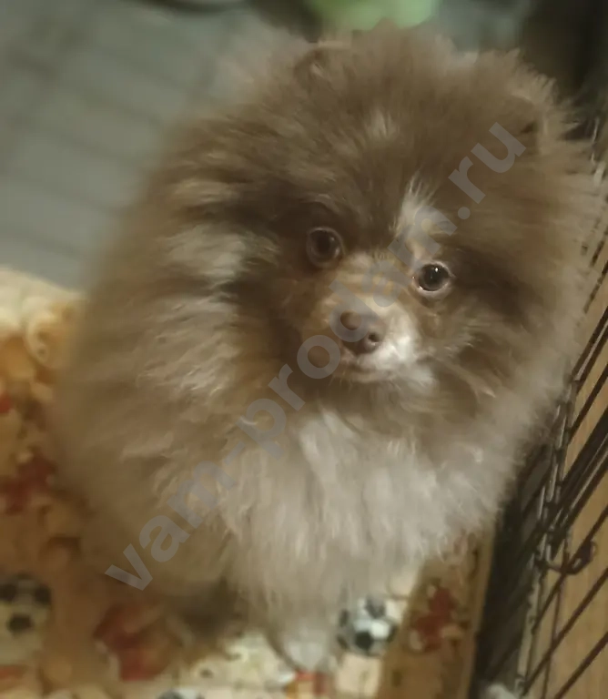 Девочка шпица