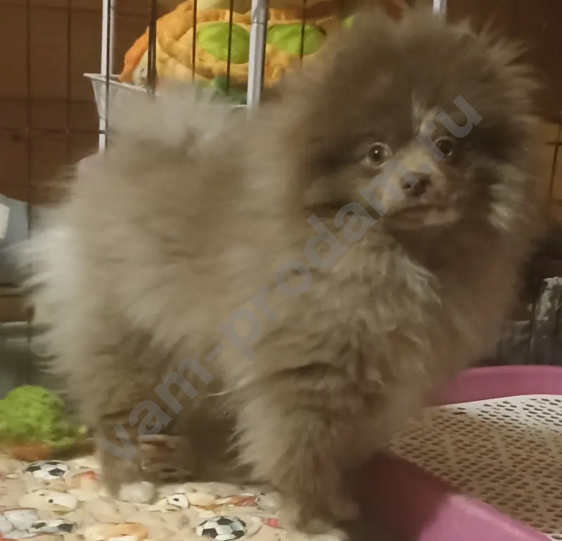 Девочка шпица