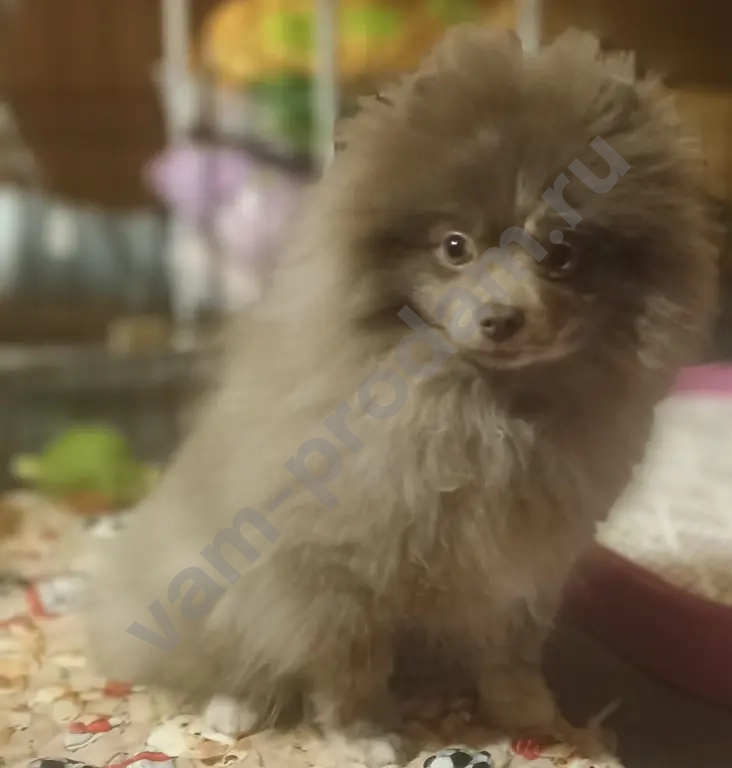 Девочка шпица