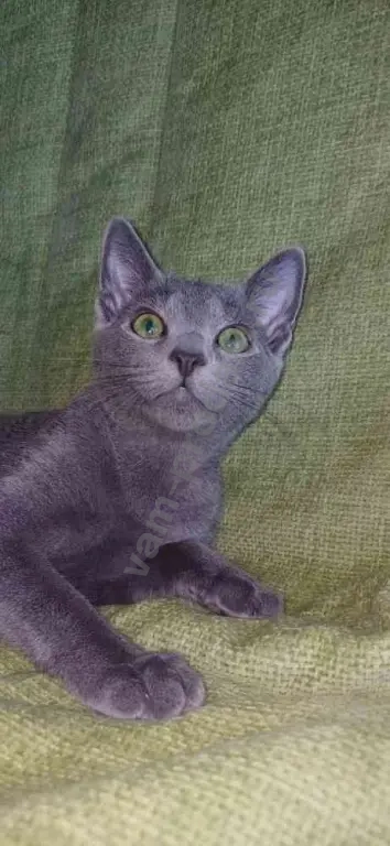 Русский голубой котенок