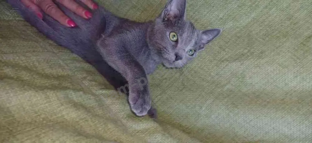 Русский голубой котенок