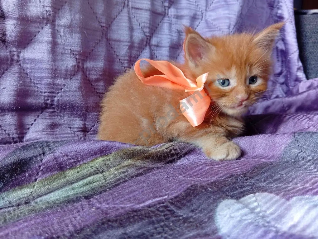 Котёнок породы мейн-кун