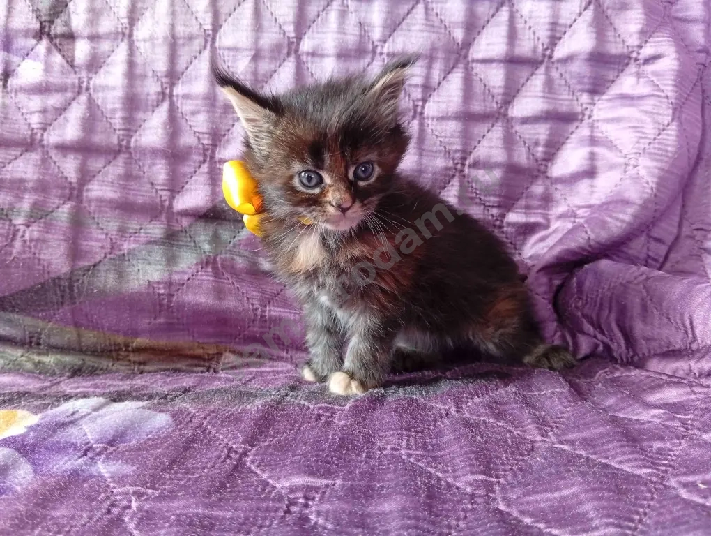 Котёнок породы мейн-кун