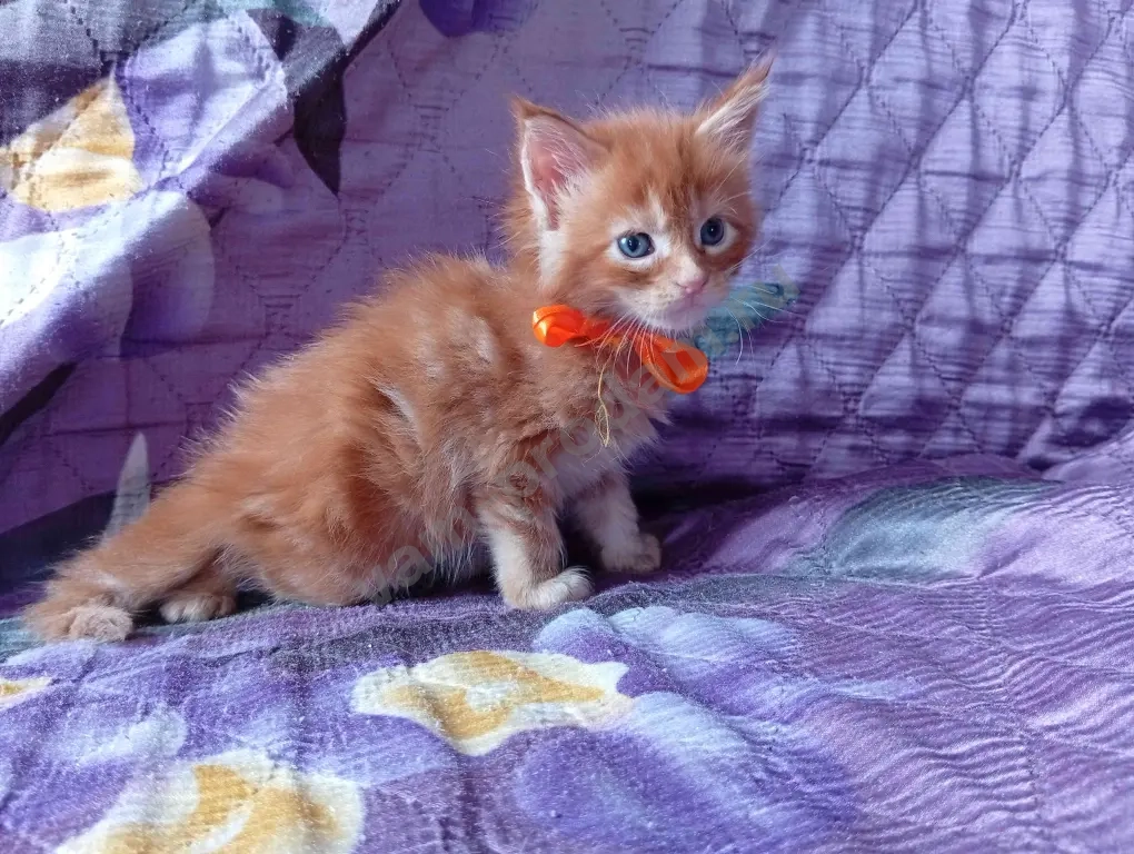 Котёнок породы мейн-кун