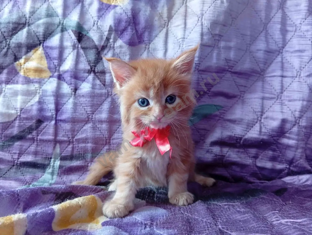 Котёнок породы мейн-кун