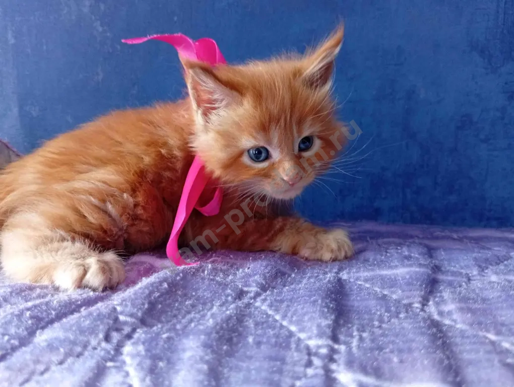 Котёнок породы мейн-кун