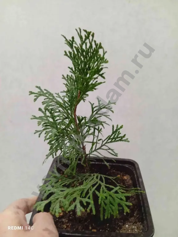 Туя, можжевельник, ель