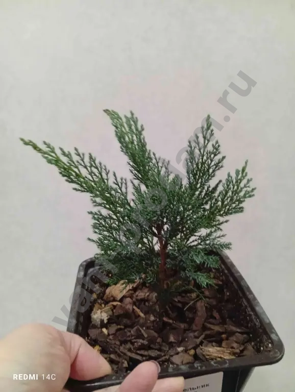 Туя, можжевельник, ель